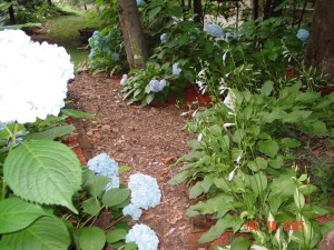 Garden_Jul2005_Image117