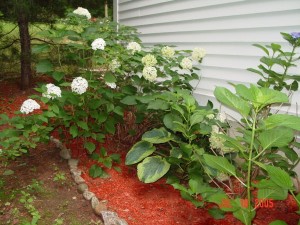 Garden_Jul2005_Image130