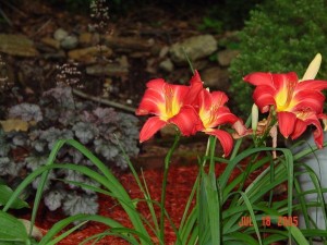 RedLily